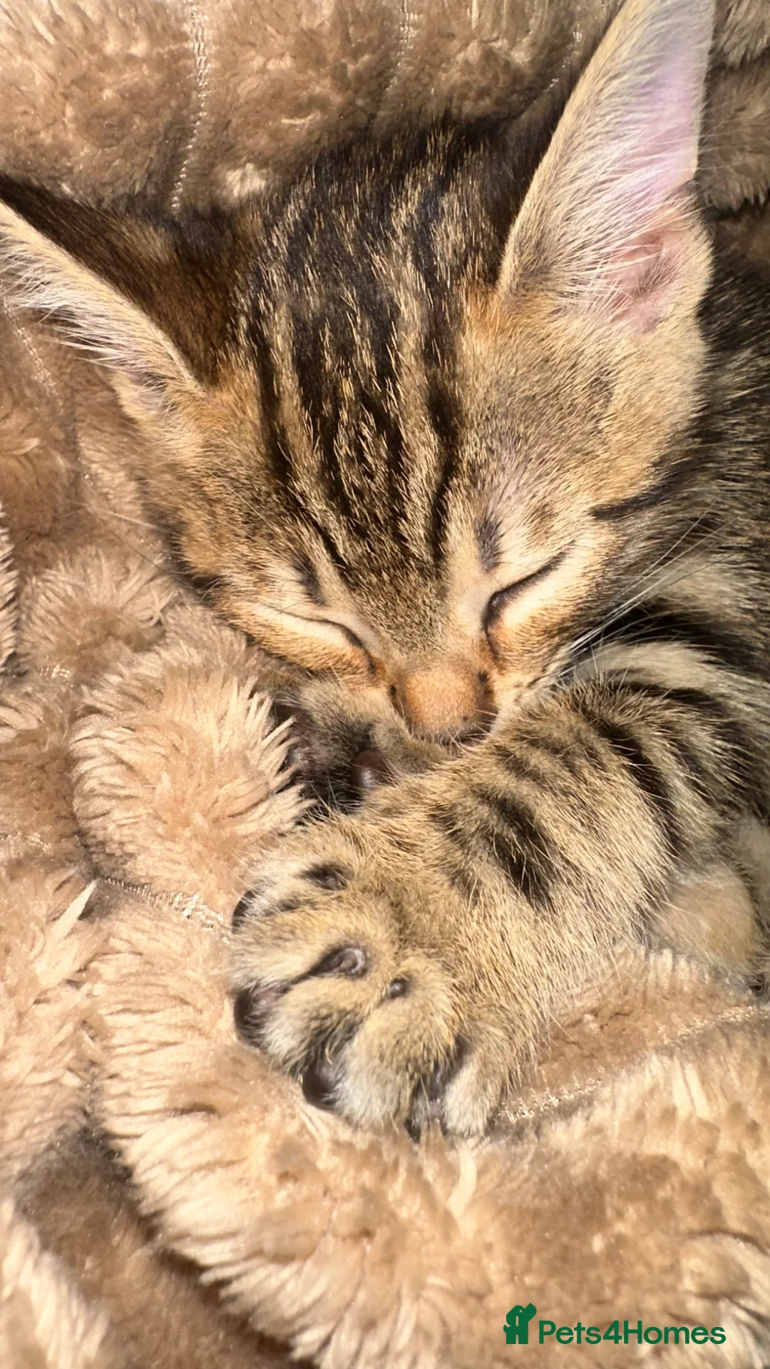 Mixed Breed cats for sale: Kitten need to be rehomed  - Advert 2