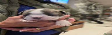 Boston Terrier 5