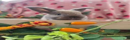 Mini Lop rabbits for sale: sooty fawn & Smoke Pearl Cashmere Does mini lop  - Advert 6