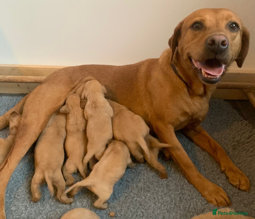 Labrador Retriever dogs for sale: KC Reg Fox Red Puppies Available - Image 5