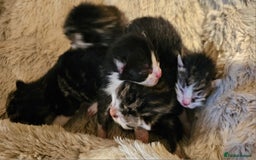 Mixed Breed cats for sale: 10 stripy kittens looking for new home - Image 3
