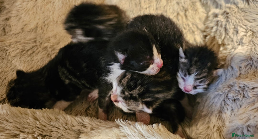 Mixed Breed cats for sale: 10 stripy kittens looking for new home - Image 3