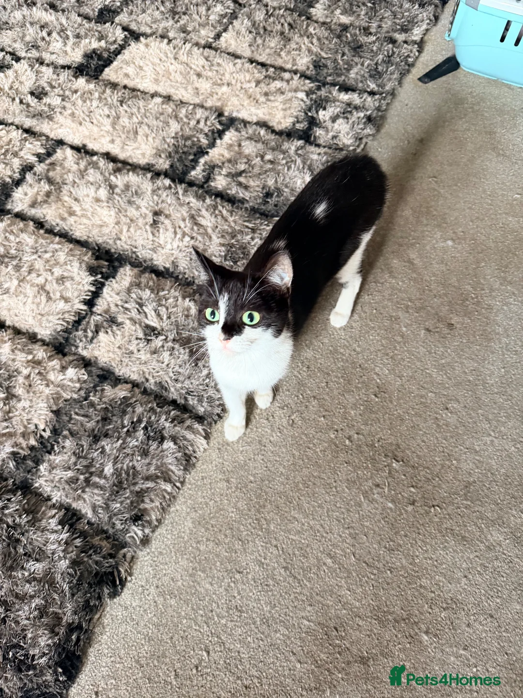 Maine Coon cats for sale: Maine coon+ragdoll  in Exeter - Advert 2