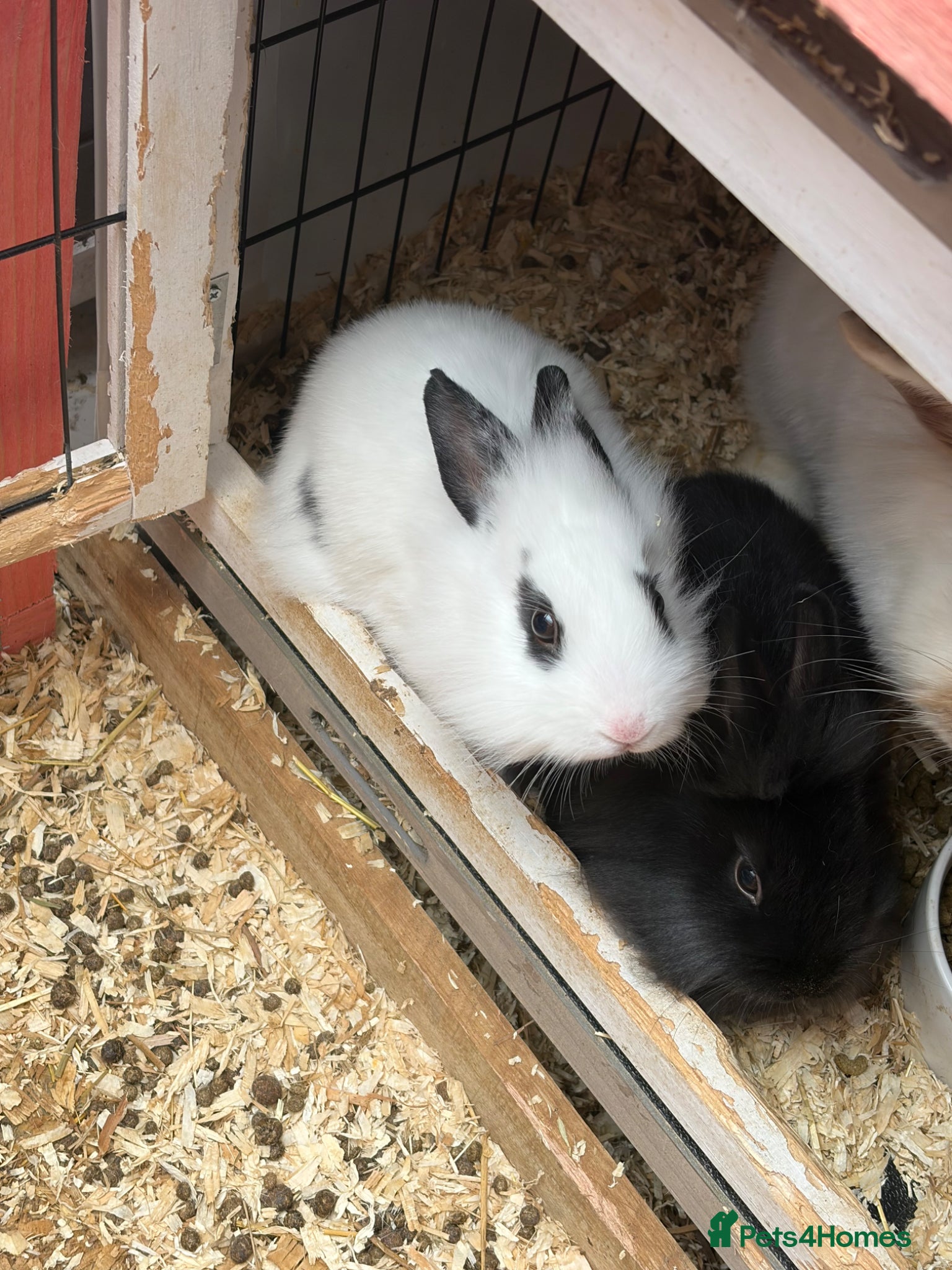 Mixed Breed rabbits Baby rabbits  - Advert 1