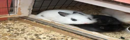 Mixed Breed rabbits for sale: Baby rabbits  - Advert 1