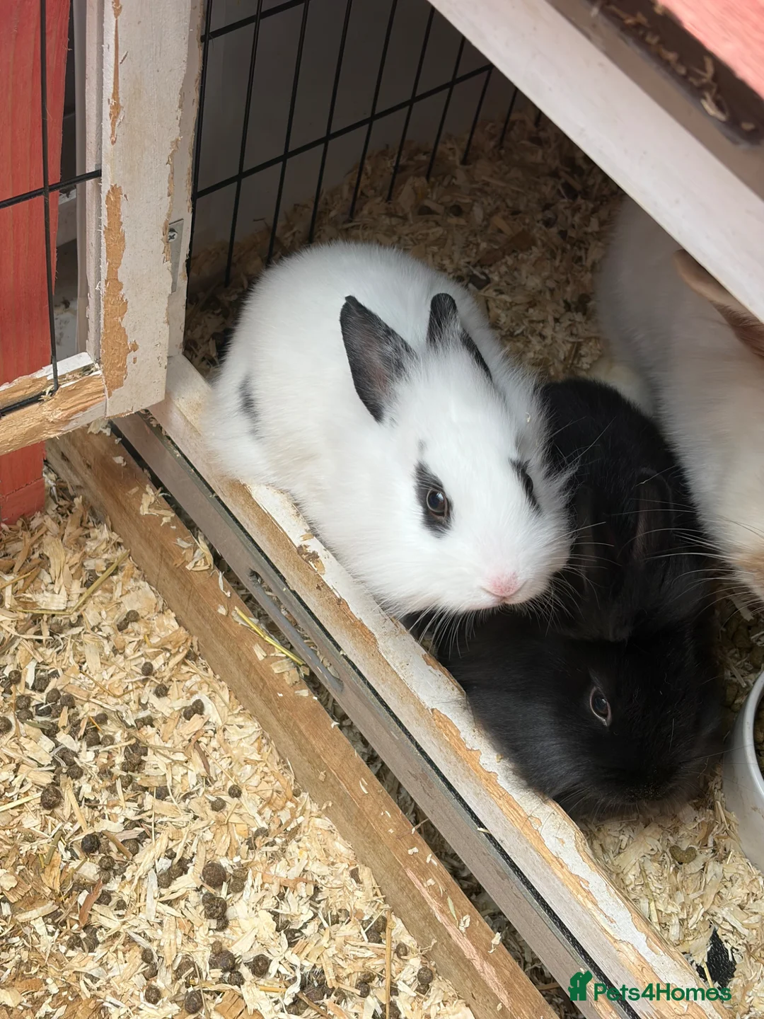 Mixed Breed rabbits for sale: Baby rabbits  - Advert 1