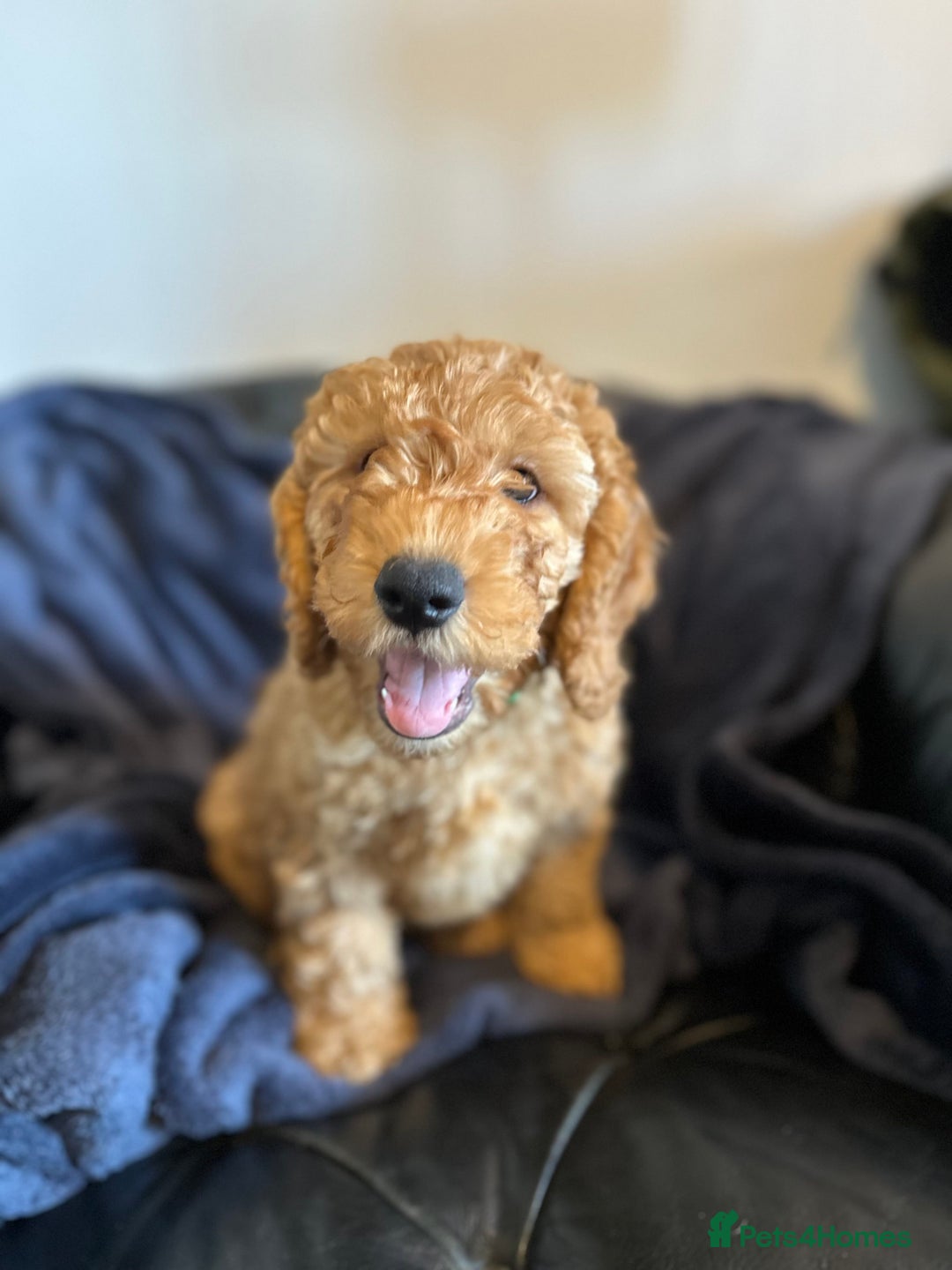 Cockapoo dogs for sale: 5 Gorgeous F2 Cockapoo Puppies Remaining!! 🐶 - Image 10