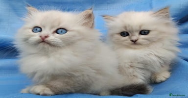 Siberian cats - Advert 1