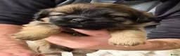 Mixed Breed dogs for sale: Jack Tzu Puppies - Advert 7