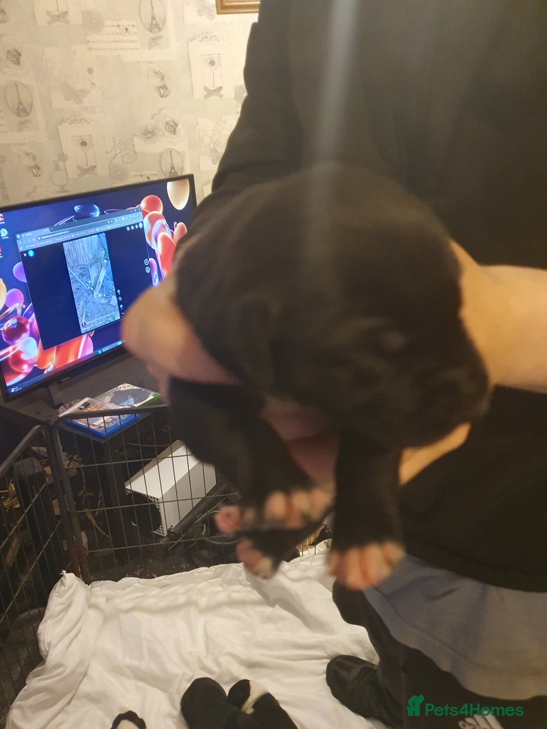 Mixed Breed dogs for sale: Border collie and springerdor puppies - Image 2