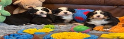 Bernese Mountain Dog dogs for sale: Beautiful KC Litter  - Advert 13