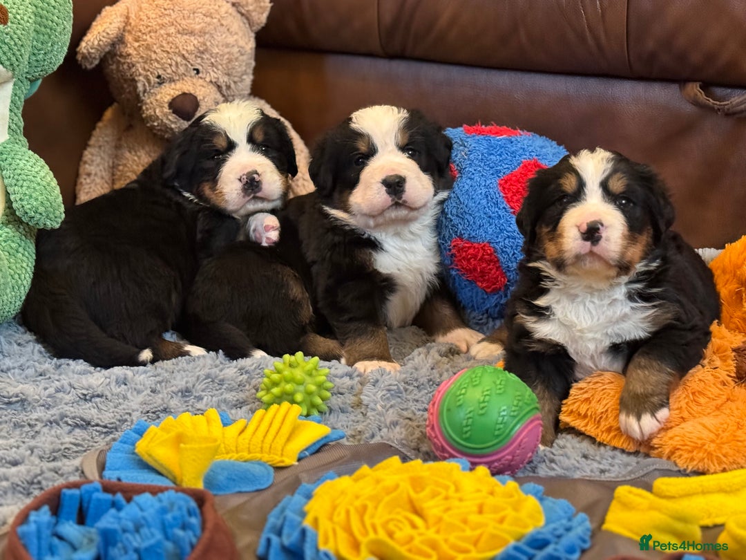 Bernese Mountain Dog dogs for sale: Beautiful KC Litter  - Advert 13
