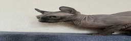 Sphynx cats for sale: *REDUCED* Canadian Sphynx kittens  - Advert 20