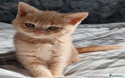 British Shorthair cats for sale: British shorthair kittens  - Image 14