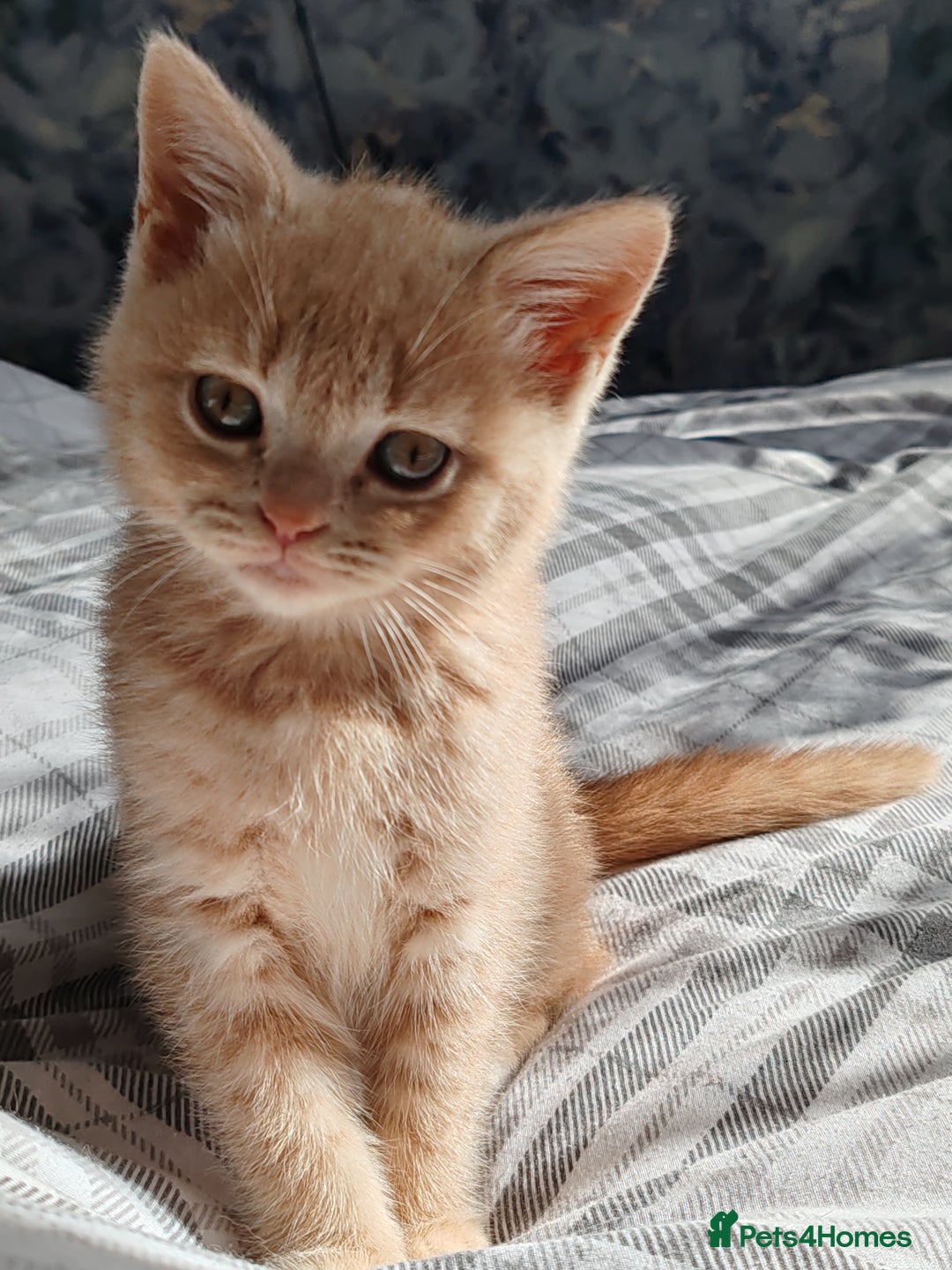 British Shorthair cats for sale: British shorthair kittens  - Image 14