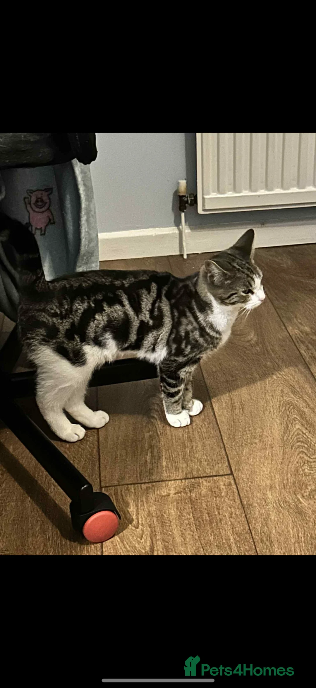 Domestic Shorthair cats for sale: Kittens - Advert 12