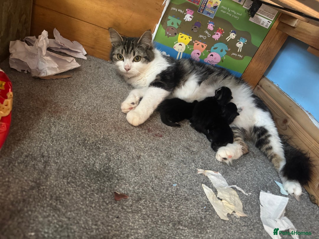 Mixed Breed cats for sale: Male and female kittens  - Image 7