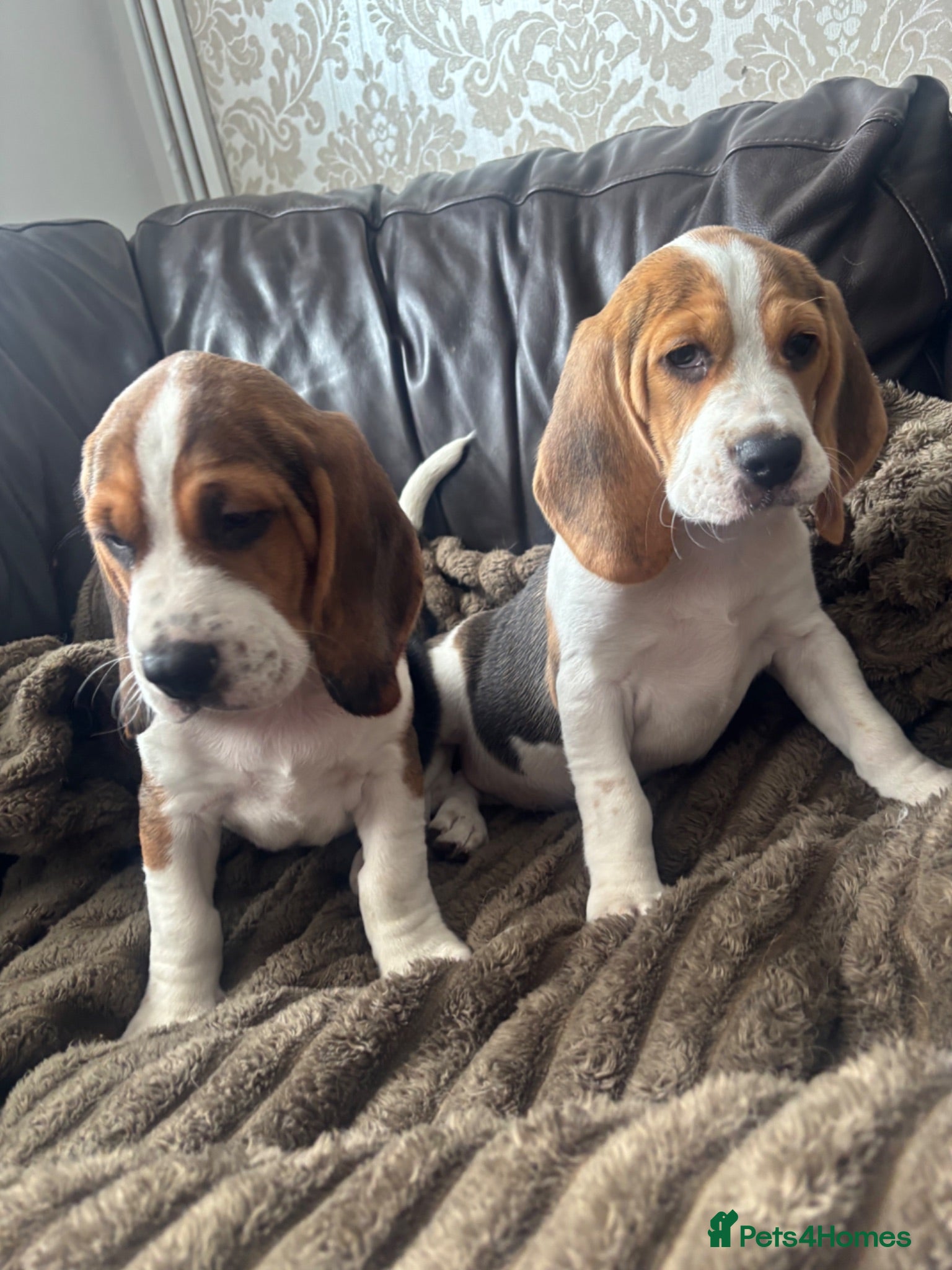 Beagle dogs Stunning Beagles(ready now) - Advert 2