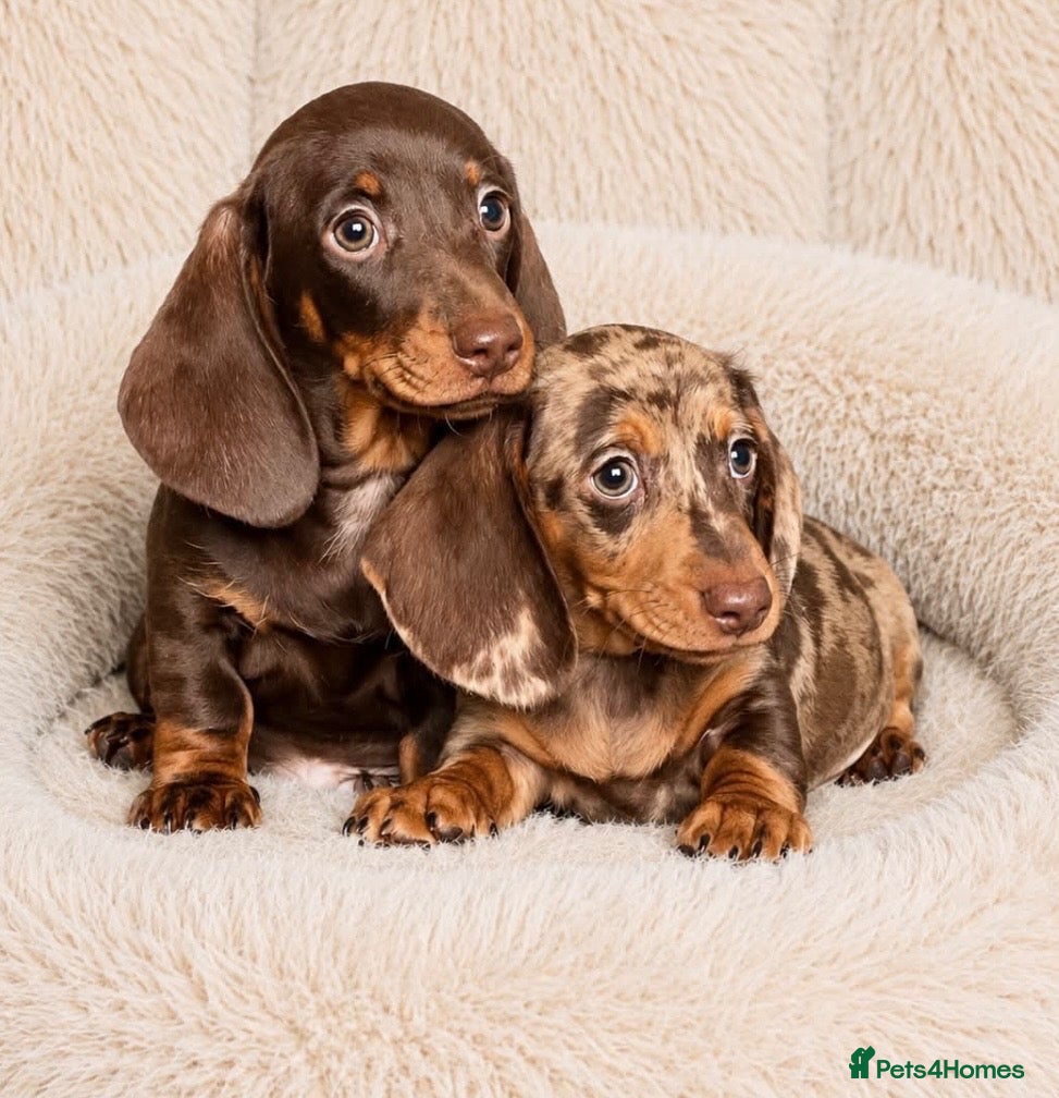 Dachshund dogs Gorgeous  miniature dachshund puppies  - Advert 4