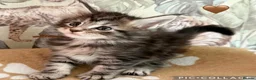 Maine Coon cats for stud: Elite GCCF & TICA Blue Silver Mackerel Tabby - Advert 5