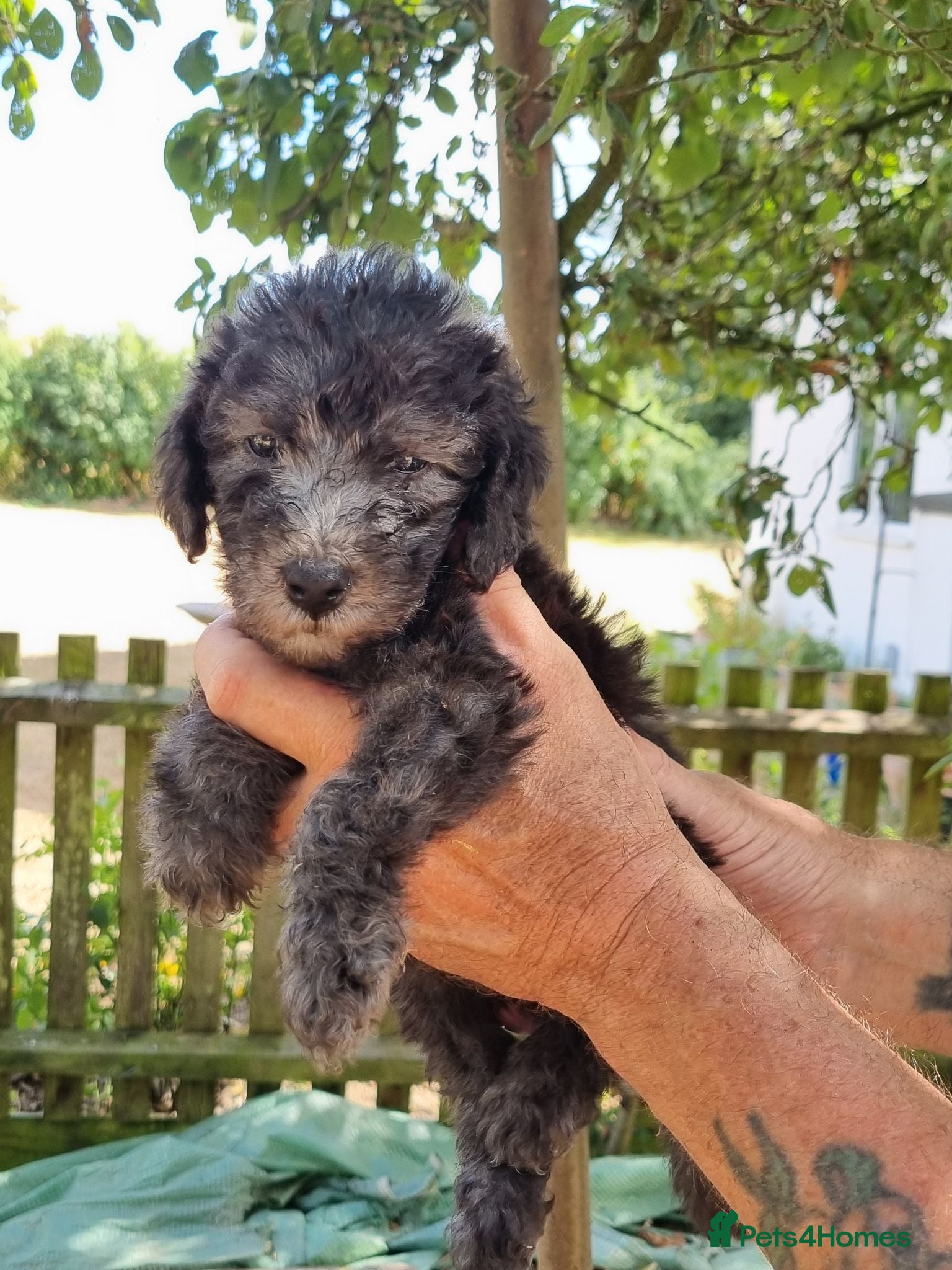 Bedlington Terrier dogs K.c reg Bedlington terrier pups  - Advert 2