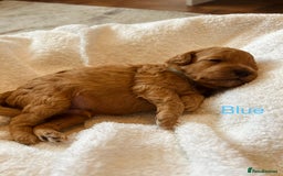 Cockapoo dogs for sale: ⭐️Exceptional litter - Cockapoo F1BB⭐️ - Image 17