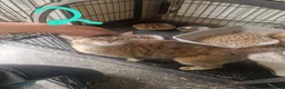 Mixed Breed cats for sale: Kittens - Advert 2