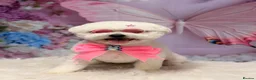 Bichon Frise dogs for sale: KC Bichon Frise  - Advert 1