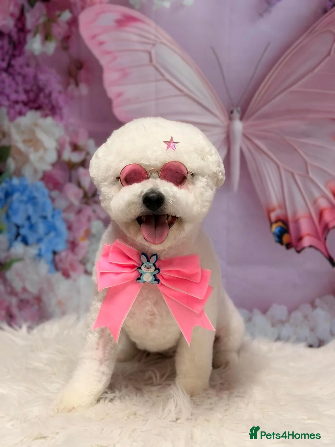Bichon Frise dogs for sale: KC Bichon Frise  - Advert 1