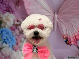 Bichon Frise dogs KC Bichon Frise - Advert 15