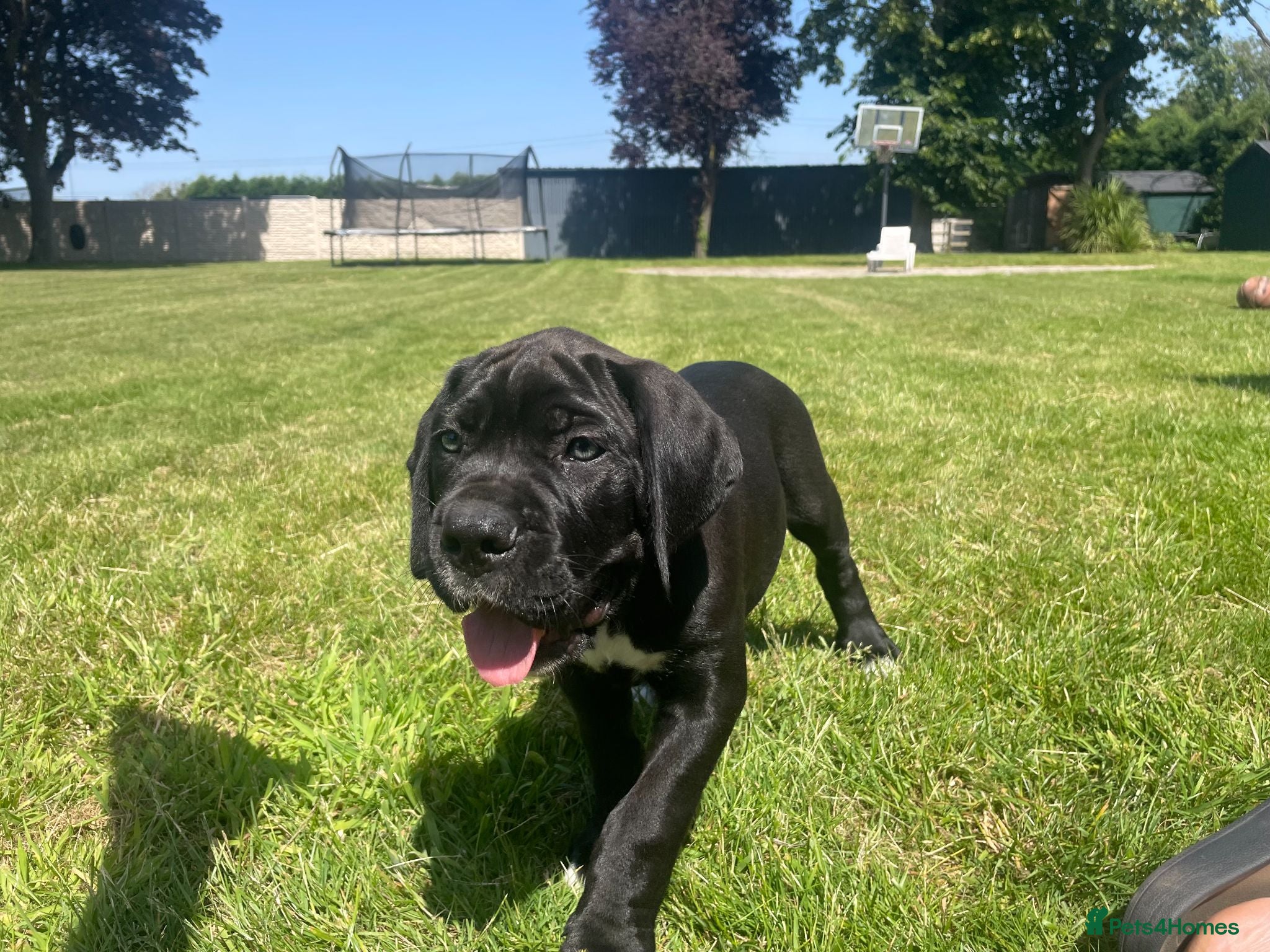 Cane Corso dogs Beautiful Cane Corso Puppies – 2 Girls 1 Boy - Advert 2