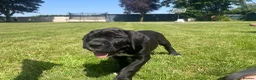 Cane Corso dogs for sale: Beautiful Cane Corso Puppies – 1 Girl Left - Advert 7