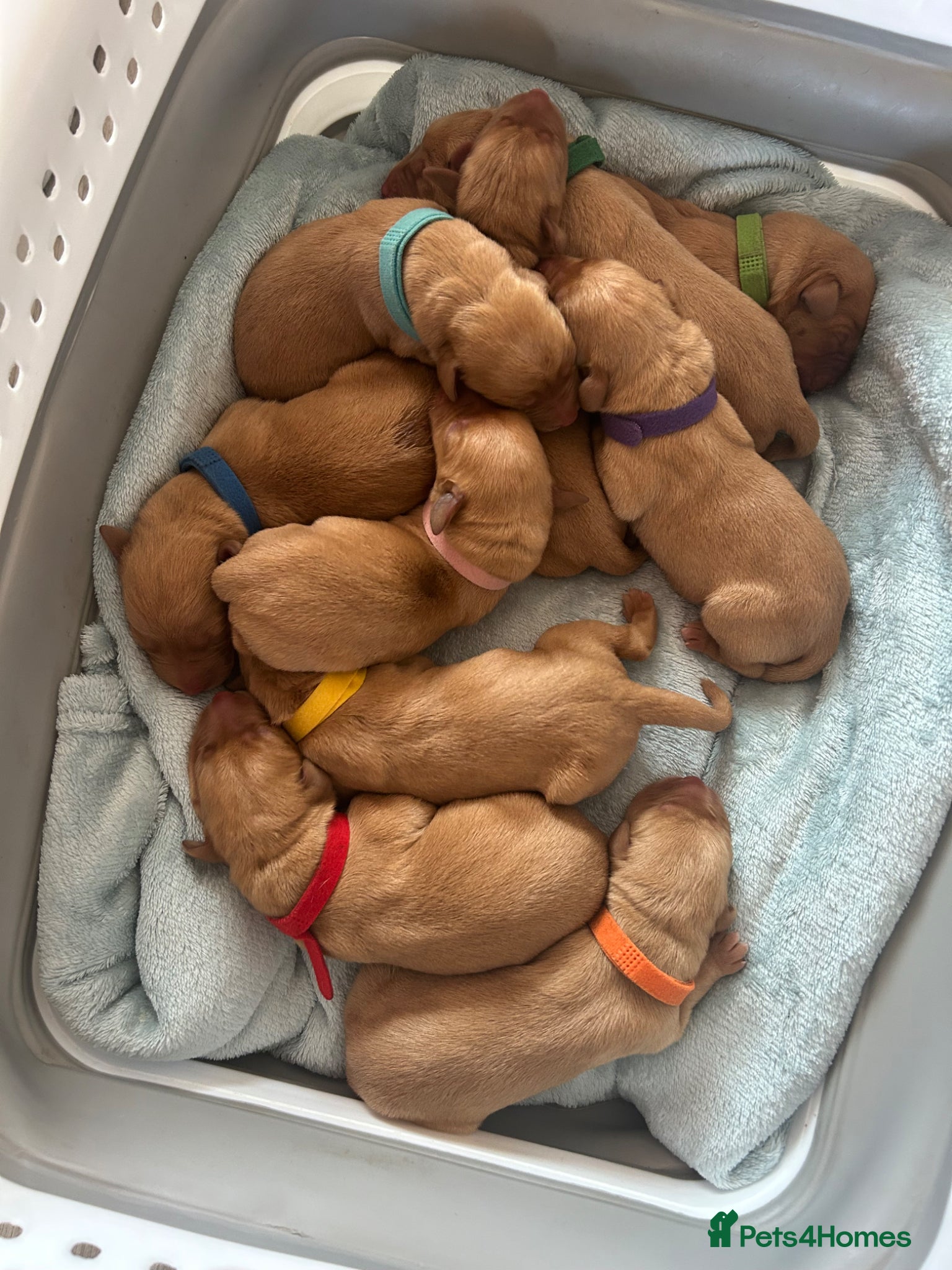 Labrador Retriever dogs Gorgeous KC Registered Fox Red Labradors  - Advert 1