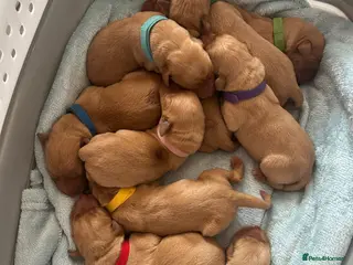 Labrador Retriever dogs Gorgeous KC Registered Fox Red Labradors - Advert 1