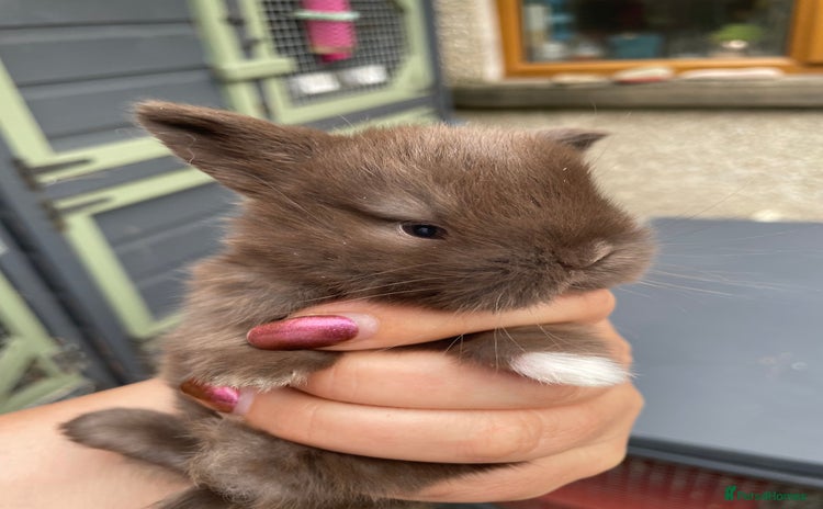 Mini Lop rabbits - Advert 6