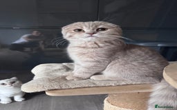 Scottish Fold cats for sale: Scottish fold and Scottish straight Tica pedigree  in Croydon - Image 24