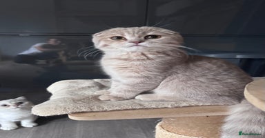 Scottish Fold cats in Croydon - Advert 16