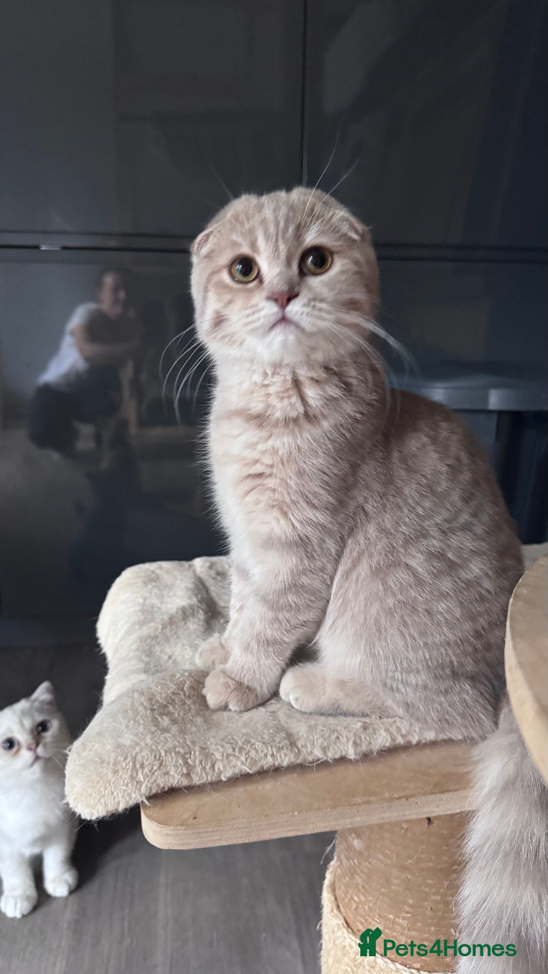 Scottish Fold cats for sale: Scottish fold and Scottish straight Tica pedigree  in Croydon - Image 24