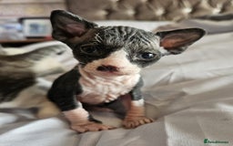 Sphynx cats for sale: Gorgeous Male Mixed Sphynx Kitten  - Image 1