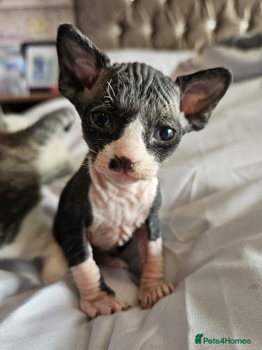 Sphynx cats for sale: Gorgeous Male Mixed Sphynx Kitten  - Image 1