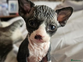 Sphynx cats - Advert 5