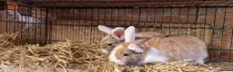 Mini Lop rabbits for sale: Gorgeous, friendly, ginger mini lop boys ready now - Advert 22