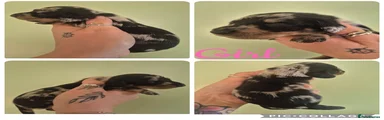 Miniature Dachshund 4