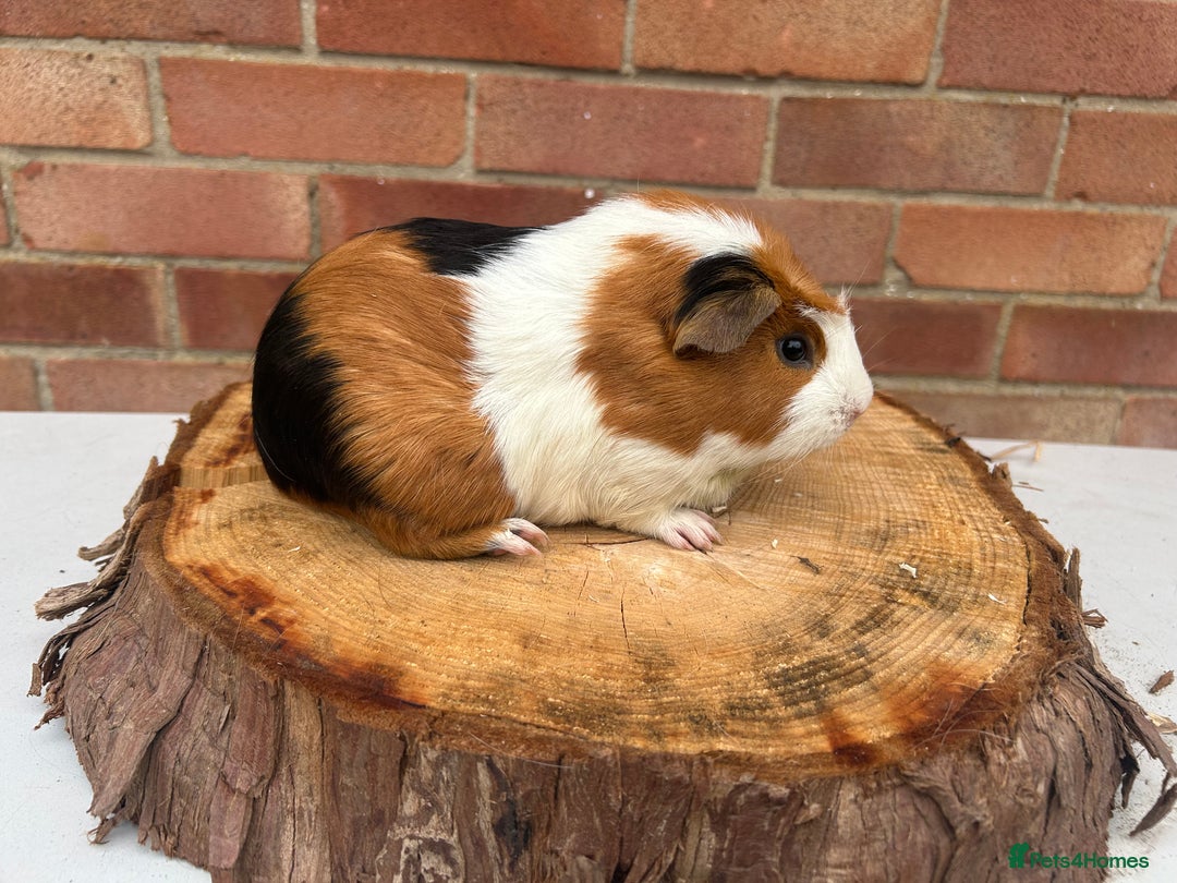 Guinea Pig rodents for sale: Female Guinea Pigs  - Image 3