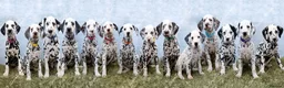 Dalmatian dogs for sale: KC Show Quality Rare LUA Dalmatian Puppies - Advert 2