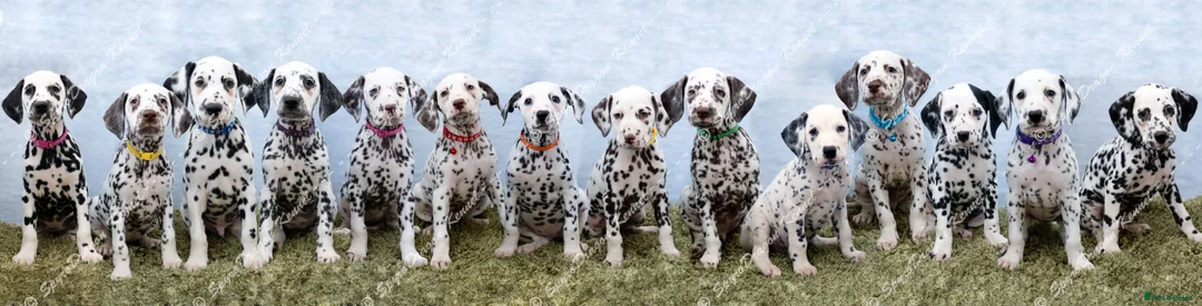 Dalmatian dogs for sale: KC Show Quality Rare LUA Dalmatian Puppies - Advert 2