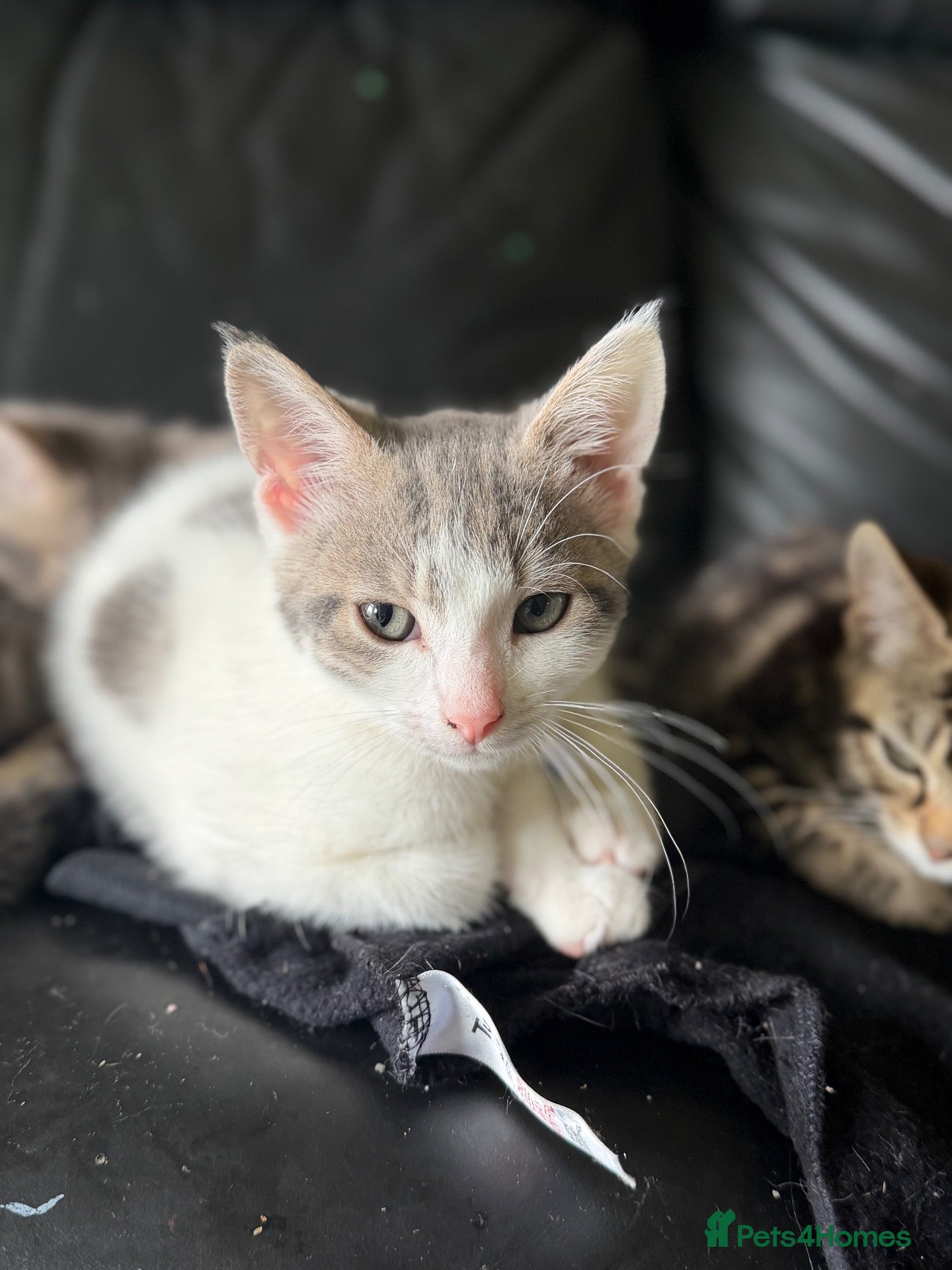 Mixed Breed cats 2 beautiful kittens looking for there forever home - Advert 1