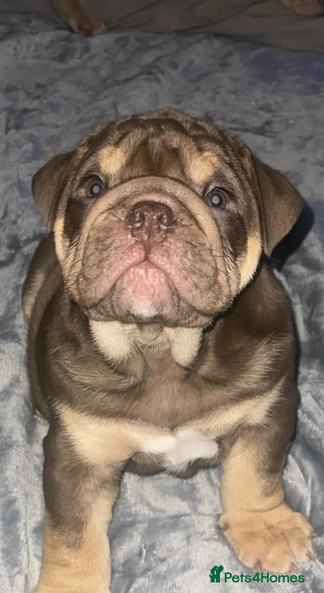 English Bulldog dogs for stud: Sons of king nemesis & epic bully (darling) in Southampton - Advert 22