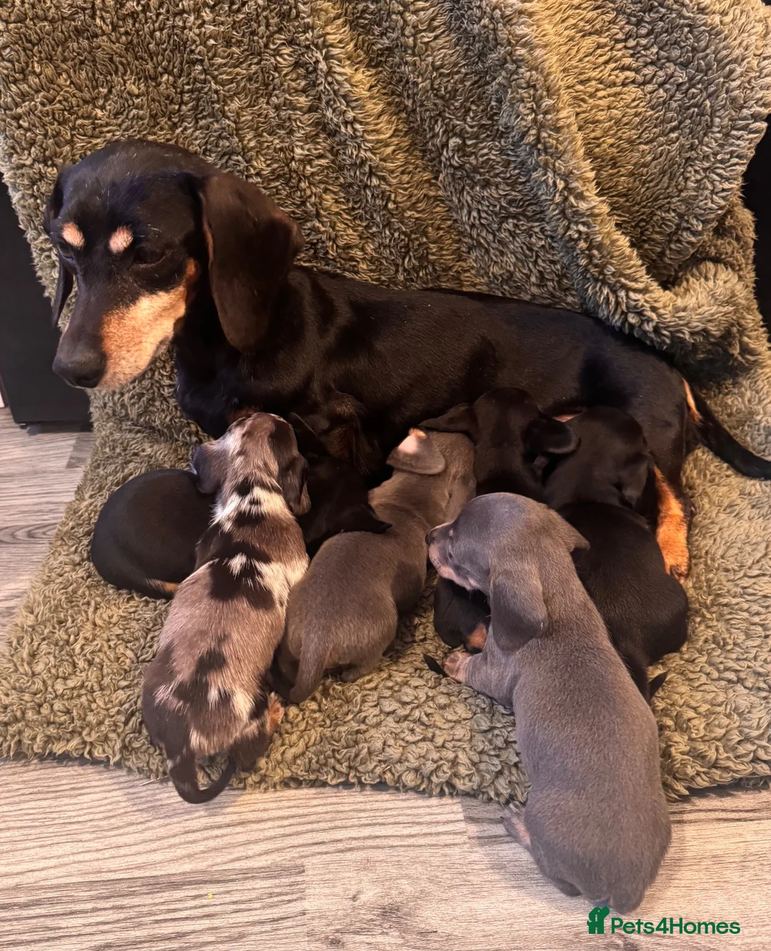 Miniature Dachshund dogs for sale: Miniature dachshunds  - Advert 5