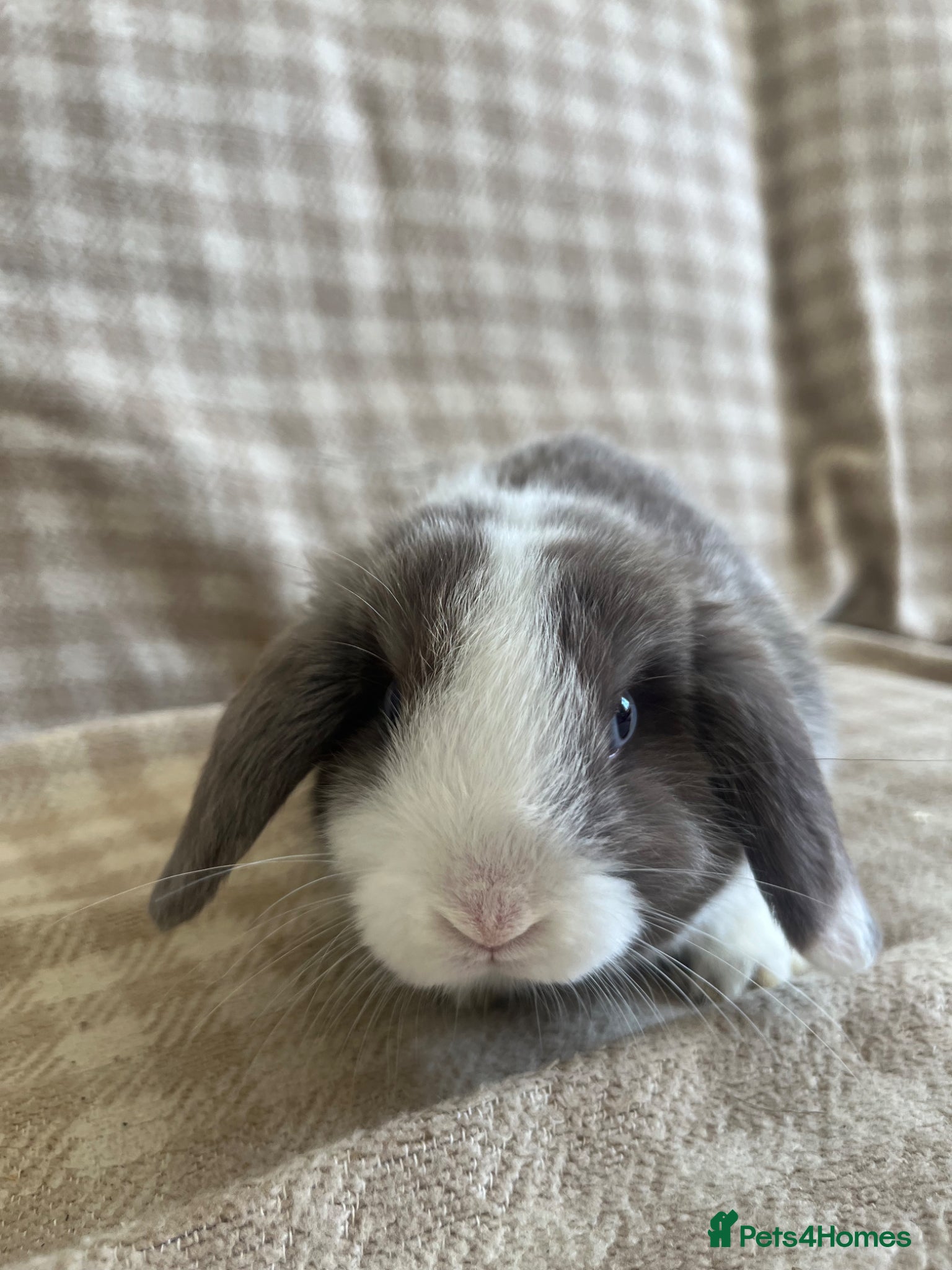 Mini Lop rabbits Gorgeous mini lops stunning colours  - Advert 19